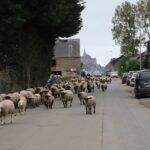 Les moutons dans le village